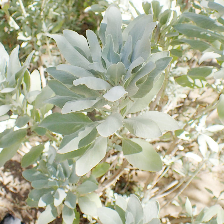 White Sage Herb Seeds for Planting – Heirloom Non-GMO Garden Seeds