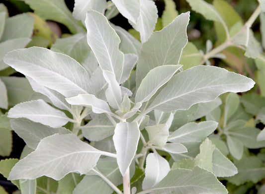 California White Sage Herb Seeds for Planting – Heirloom Non-GMO Garden Seeds