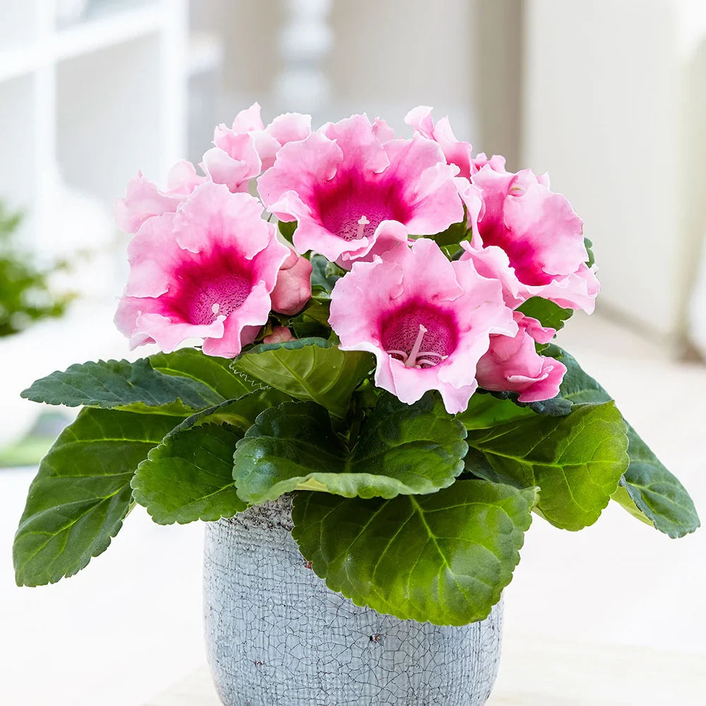 White Sinningia flower seeds