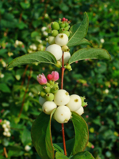 Common Snowberry Symphoricarpos alba Berry Seeds for Planting – Heirloom Non-GMO Garden Seeds