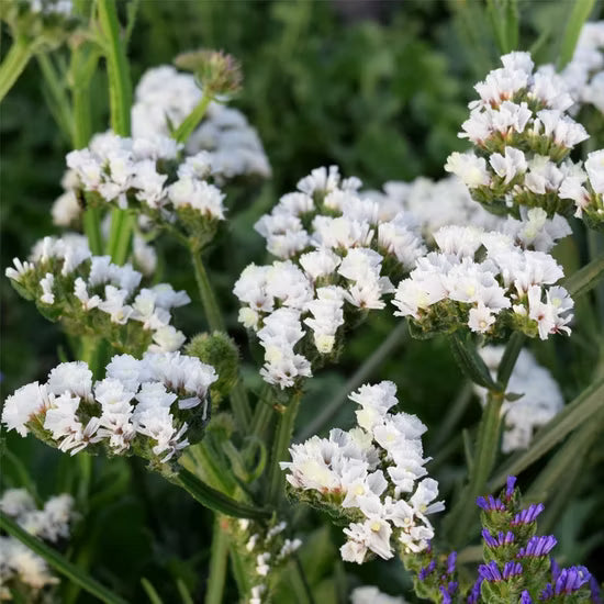 Dried White Statice Flowers for Arrangements