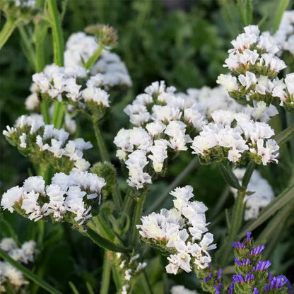 Dried White Statice Flowers for Arrangements