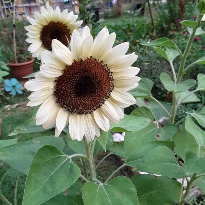 White Sunflower flowers growing in a sunny home garden
