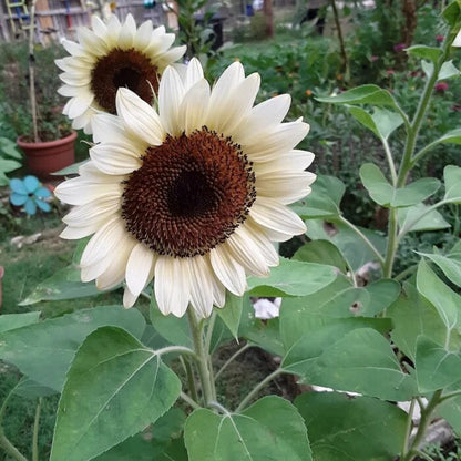 White Sunflower flowers growing in a sunny home garden
