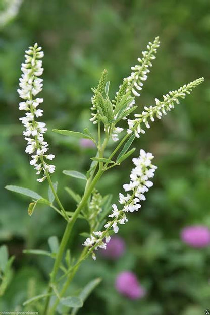 White Sweet Clover flower seeds with tall green stems and fragrant white flower clusters