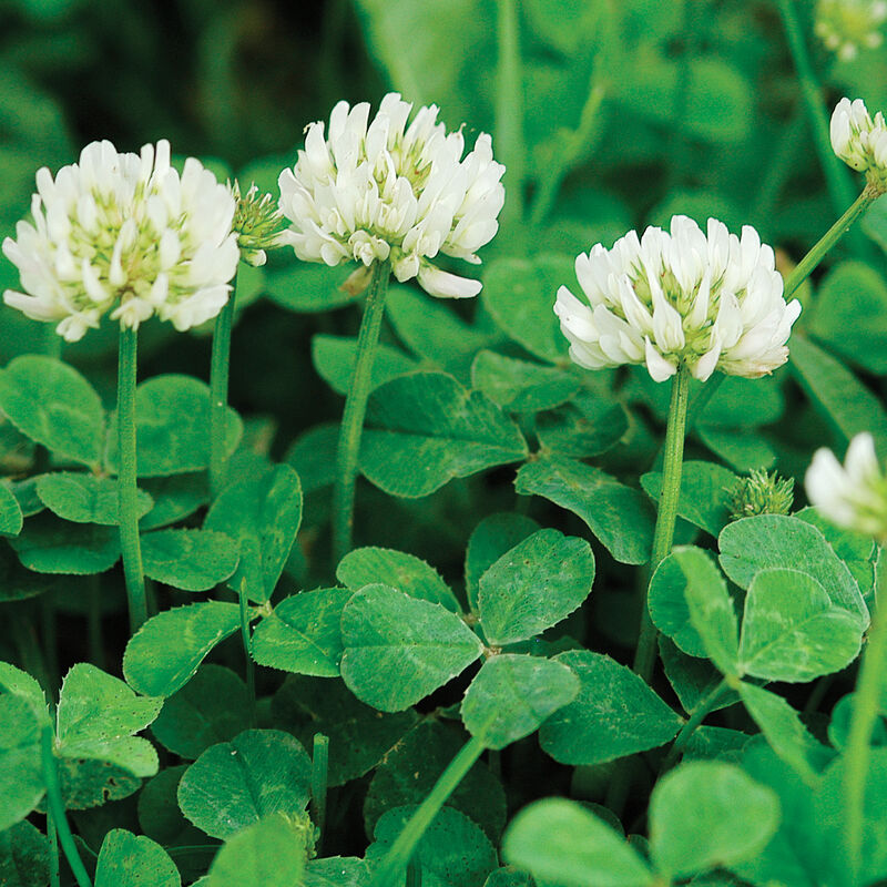 White Trifolium Repens Clover Seeds for Planting with Green Clover Foliage and White Flowers