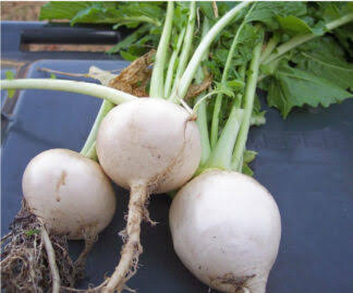 White Turnip Seeds for Planting with mature white turnip roots and green leaves