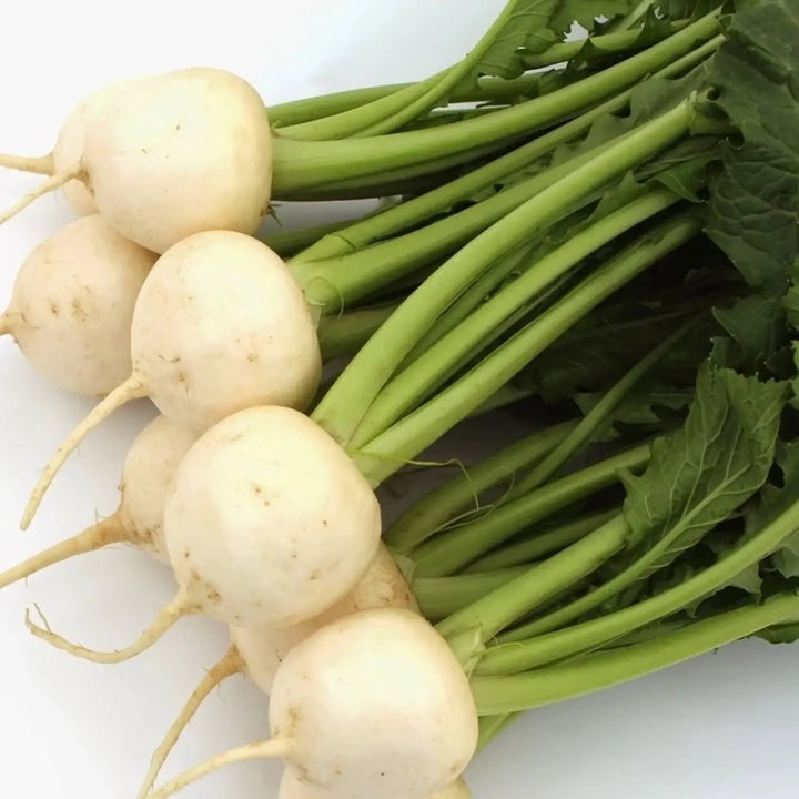 White Turnip Seeds for Planting with mature white turnip roots and green leaves