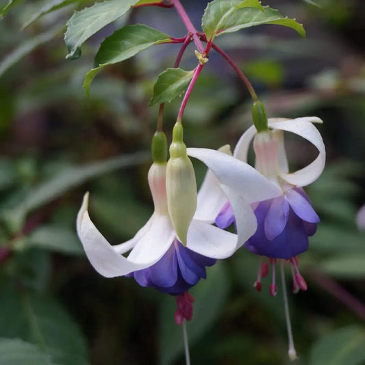 White Violet flower seeds