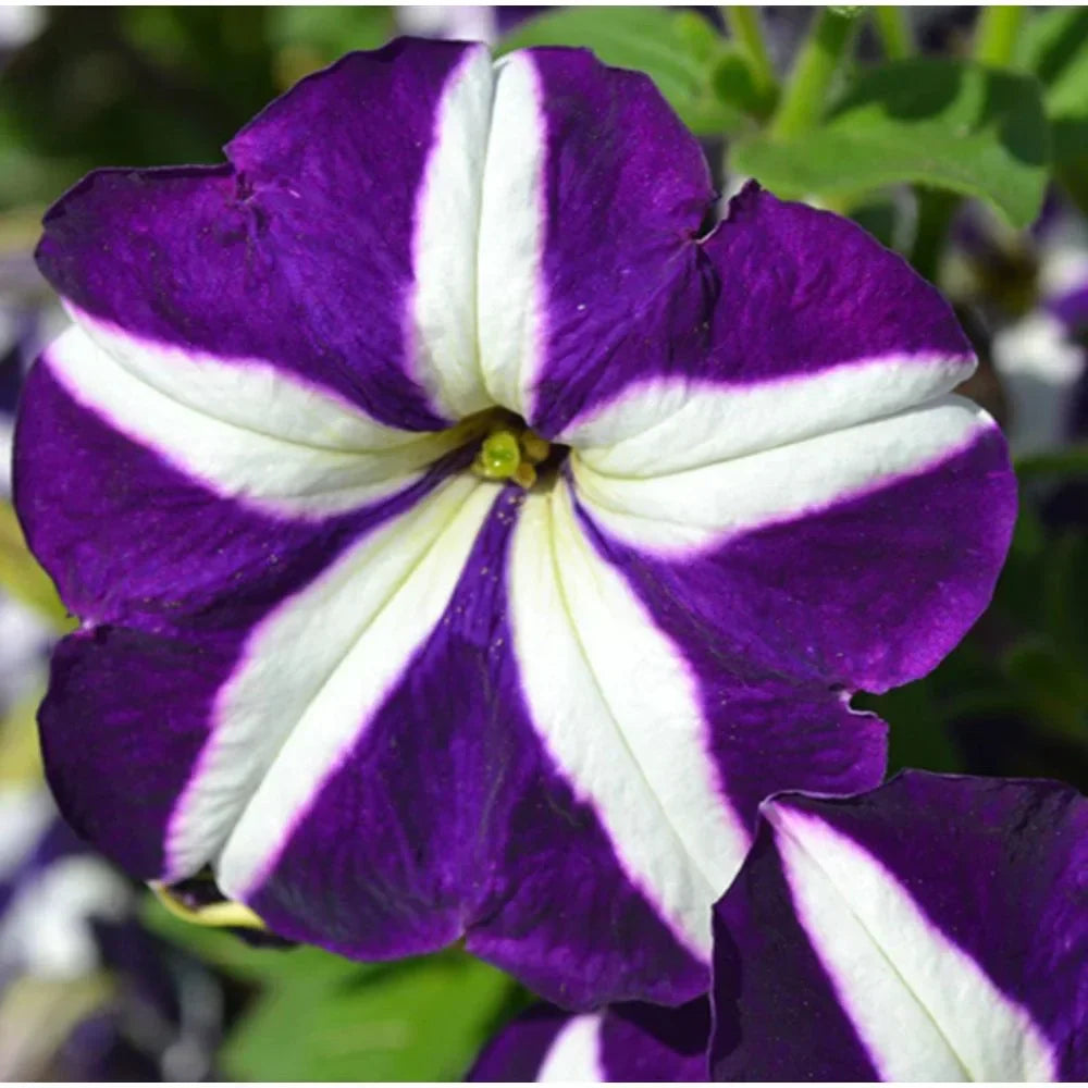 White Violet flower seeds