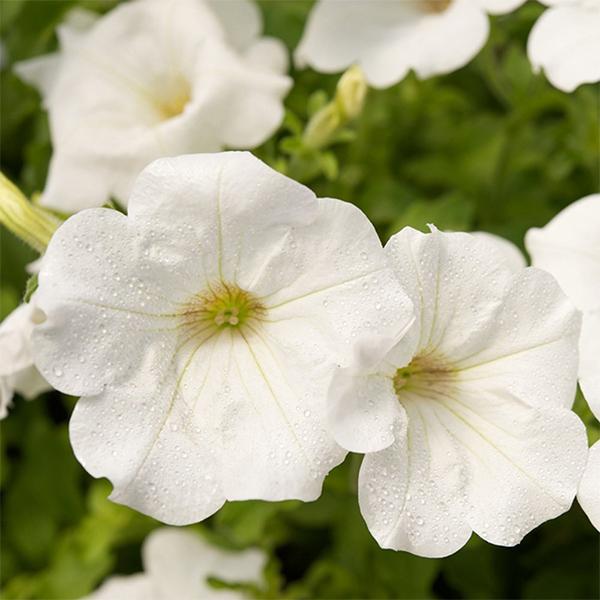 White Wave flower seeds