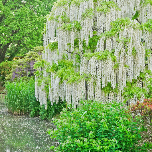 White Weeping flower seeds