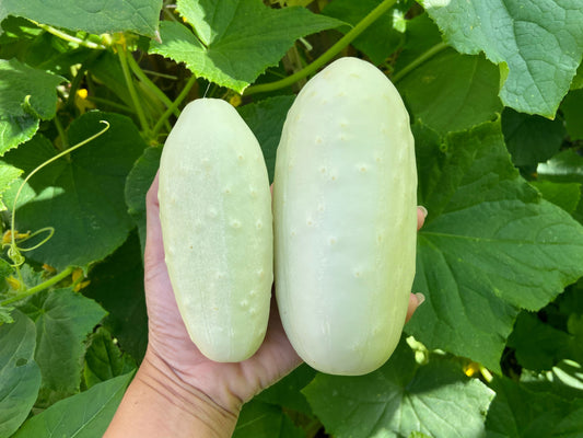 white cucumber seeds