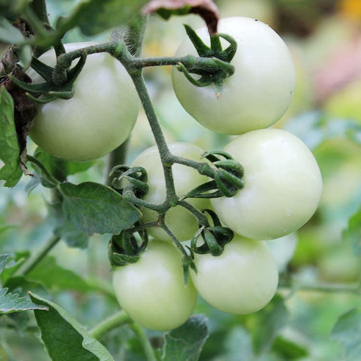 White Wonder Tomato Seeds