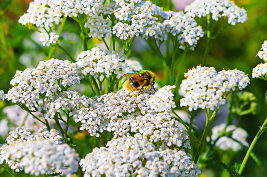 White Yarrow Flower Seeds for Planting – Heirloom Non-GMO Garden Seeds