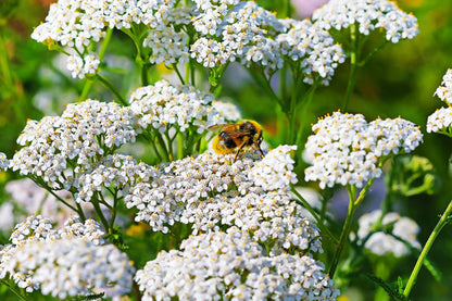 White Yarrow Flower Seeds for Planting – Heirloom Non-GMO Garden Seeds