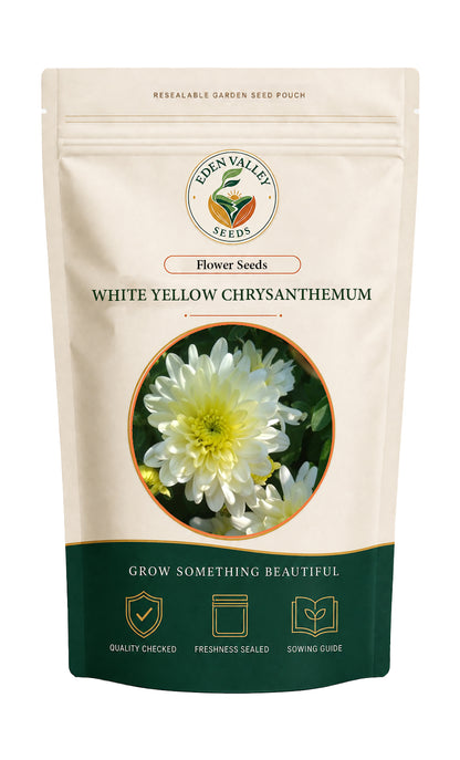 Chrysanthemum plant with white and yellow flowers