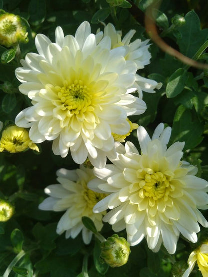 White and yellow chrysanthemum flowers growing in a sunny home garden