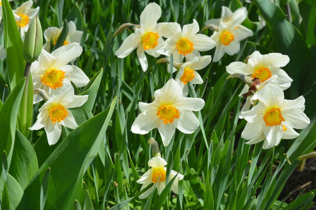 White Yellow flower seeds