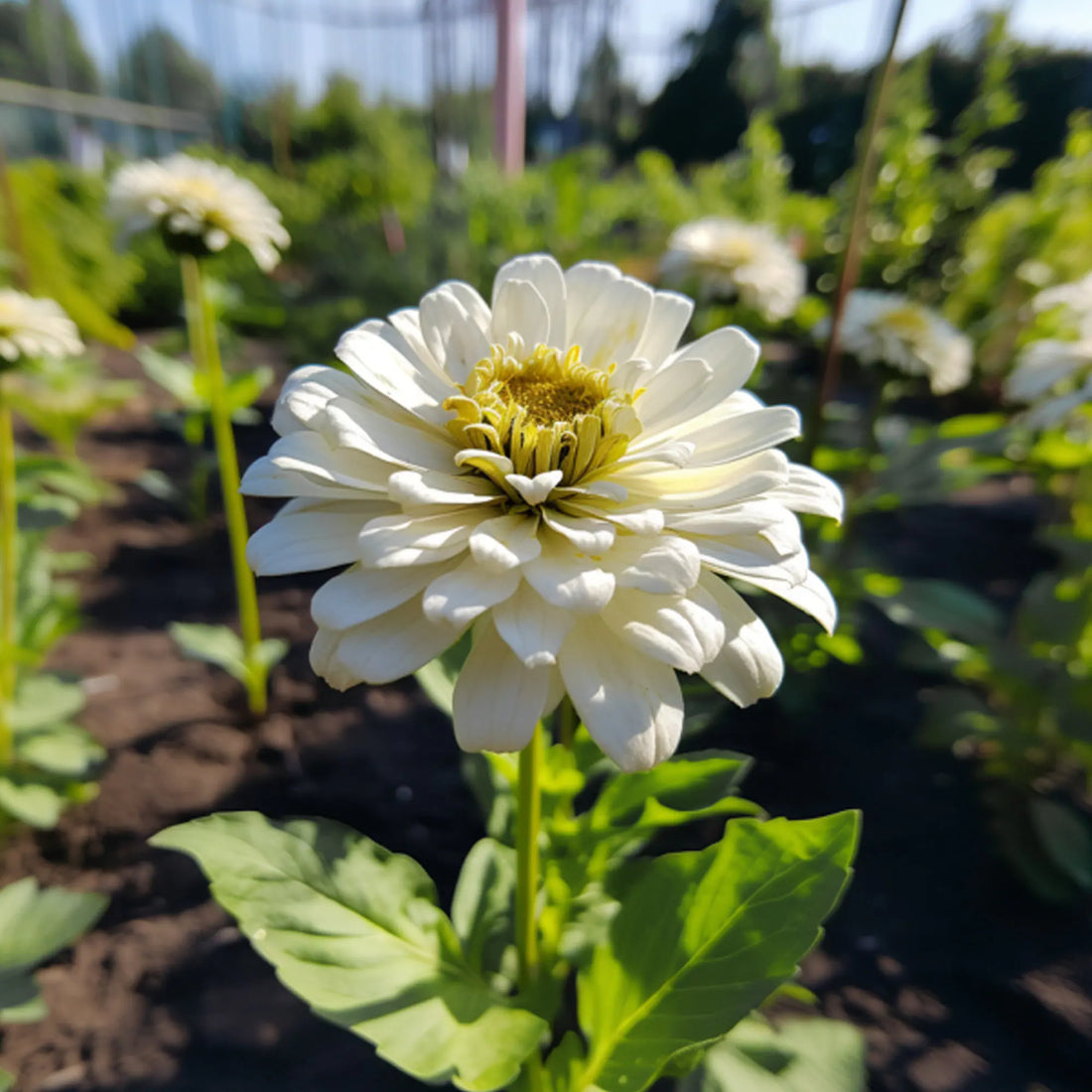 White Zinnia flower seeds