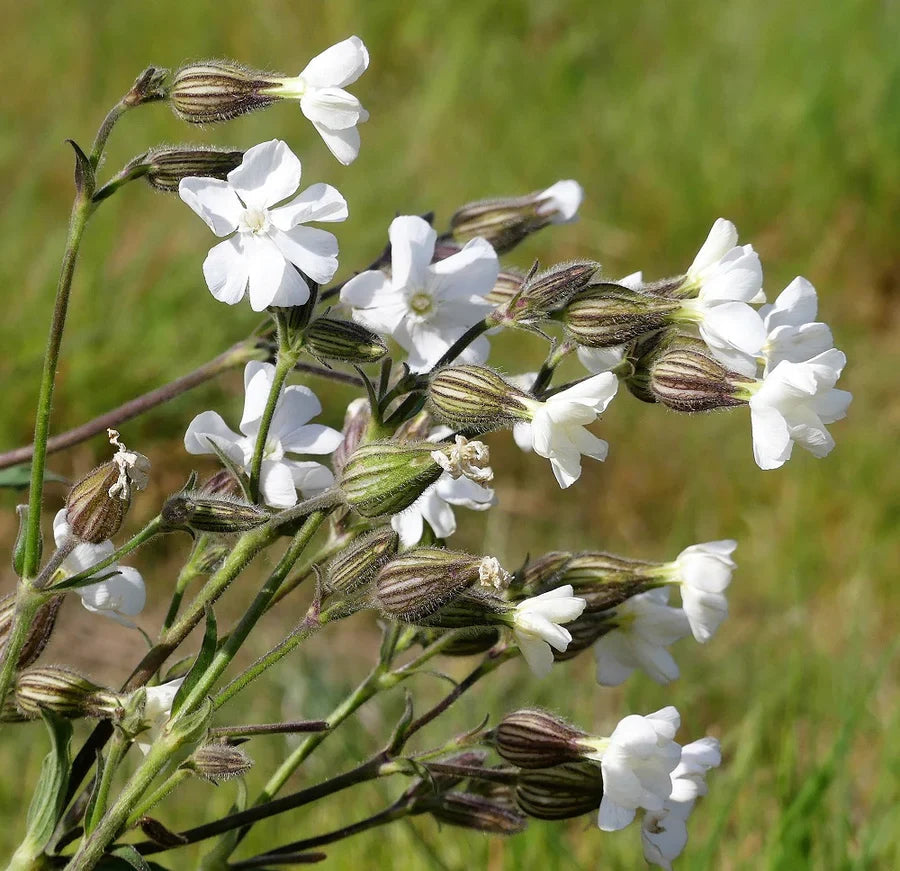 Campion flower seeds
