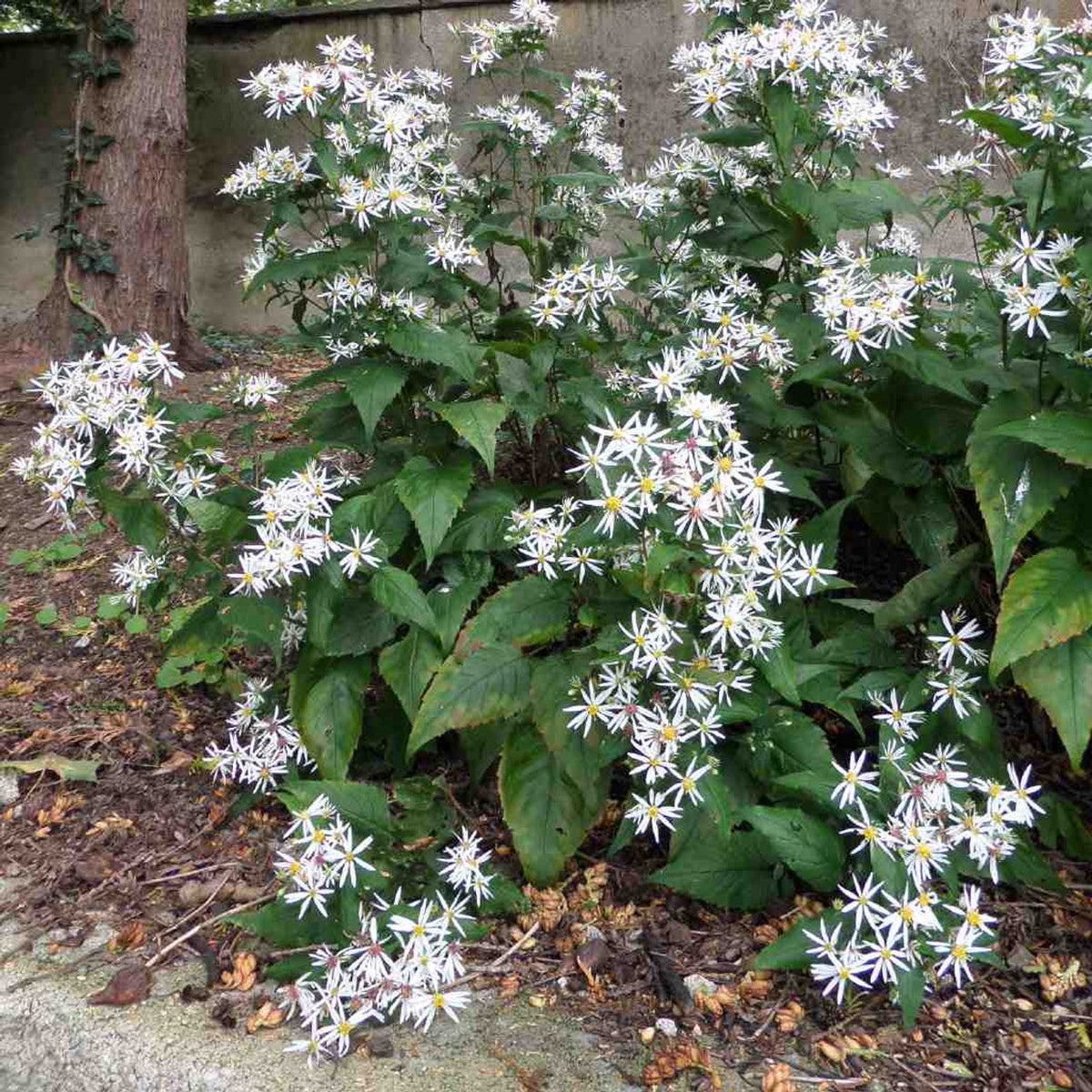 white wood aster plant