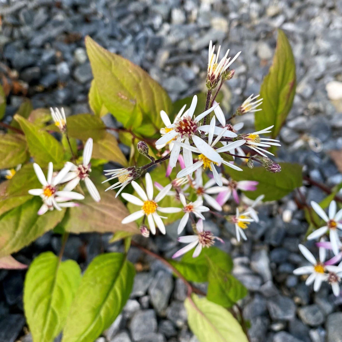 white wood aster plant
