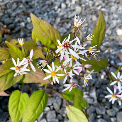 white wood aster plant