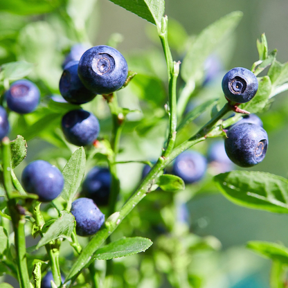 dwarf bilberry seeds