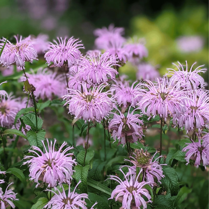 Lavender Bergamot Flower Seeds for Planting – Heirloom Non-GMO Garden Seeds