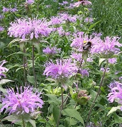 Wild Bergamot Growing in Pollinator Garden