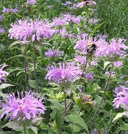 Wild Bergamot Growing in Pollinator Garden