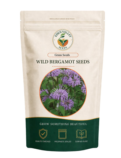 Wild Bergamot Herb Seeds for Planting with attractive purple-pink blooms