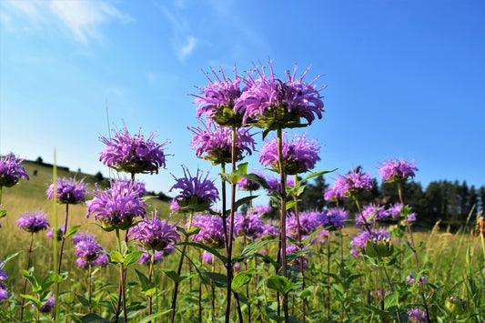 Wild Bergamot Growing in Pollinator Garden