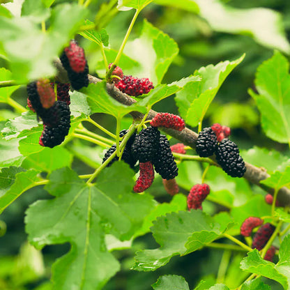 wild berry seeds