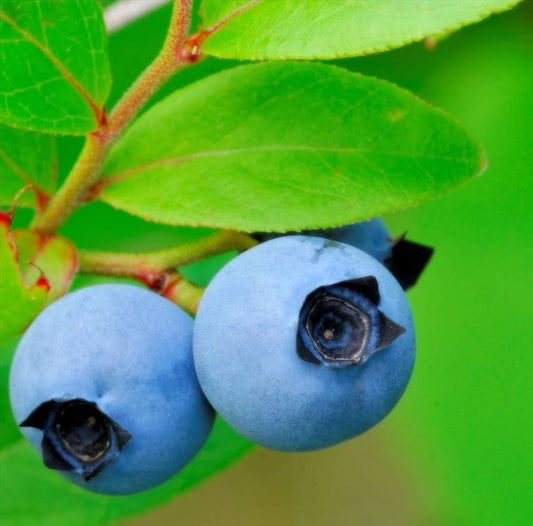 wild blueberry seeds