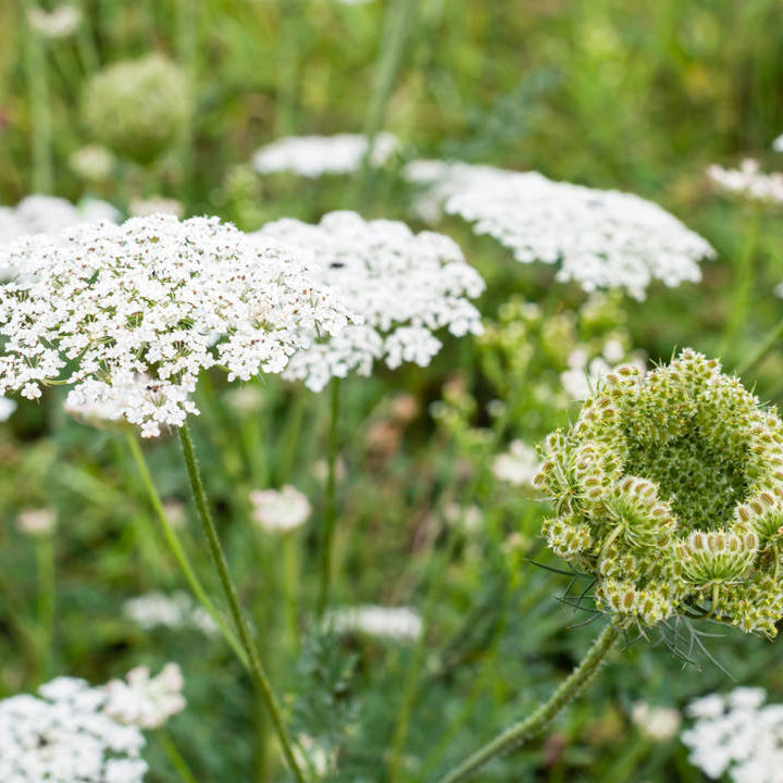 Wild Carrot flower seeds
