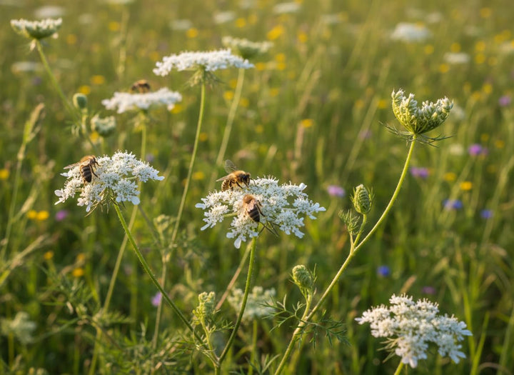 Wild Carrot Zanahoria flower seeds for planting with delicate white blooms