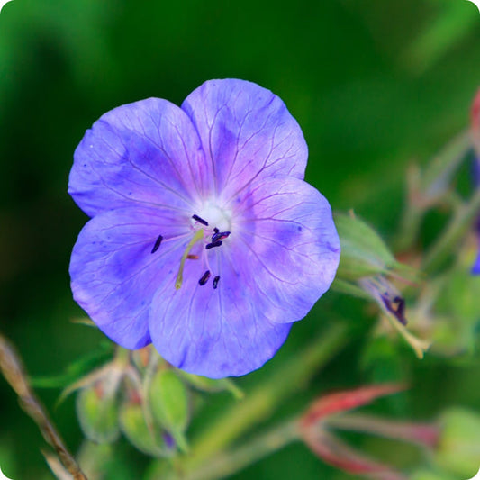 Wild Cranesbill Meadow Geranium Flower Seeds for Planting – Heirloom Non-GMO Garden Seeds