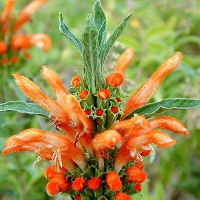 Orange Wild Dagga Flowers