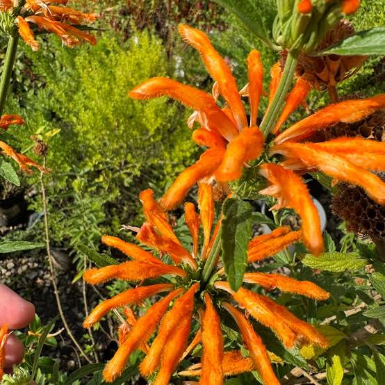 Orange Wild Dagga Flowers