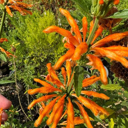 Orange Wild Dagga Flowers