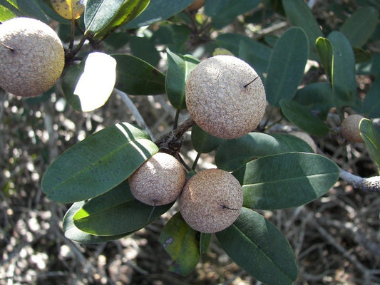 Wild Dilly fruit seeds for planting, featuring the evergreen tree and its distinctive brown fruits.