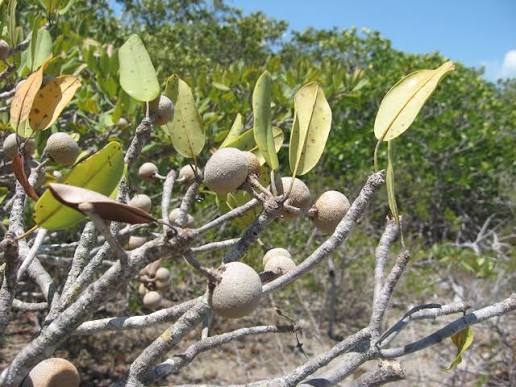 Wild Dilly fruit seeds for planting, featuring the evergreen tree and its distinctive brown fruits.