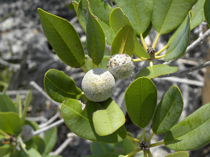 Wild Dilly fruit seeds for planting, featuring the evergreen tree and its distinctive brown fruits.