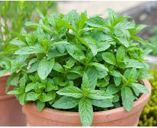 Wild Mint Seeds
