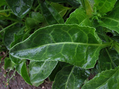 Sea beet wild spinach plant with lush green edible leaves growing in a garden, showcasing its attractive foliage and suitability for home vegetable gardens.