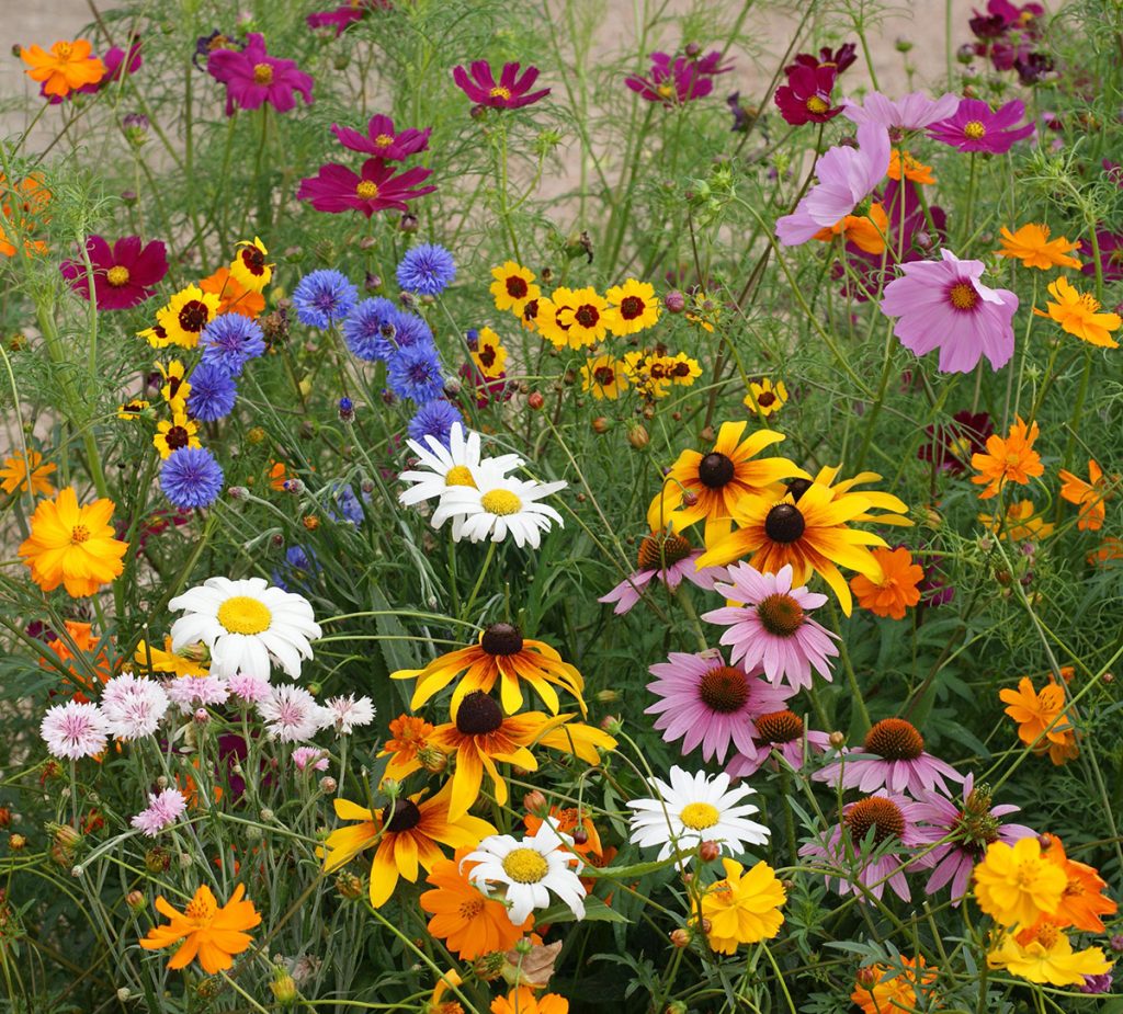 Meadow flower seeds