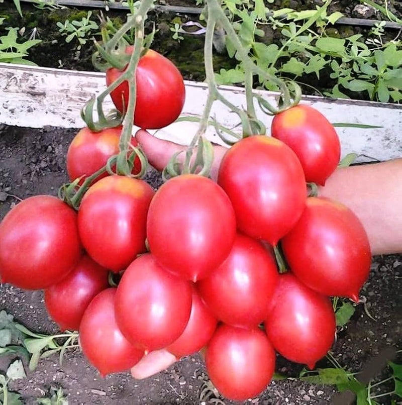 Grappoli D'Inverno Cherry Tomato Seeds for Planting – Heirloom Non-GMO Garden Seeds
