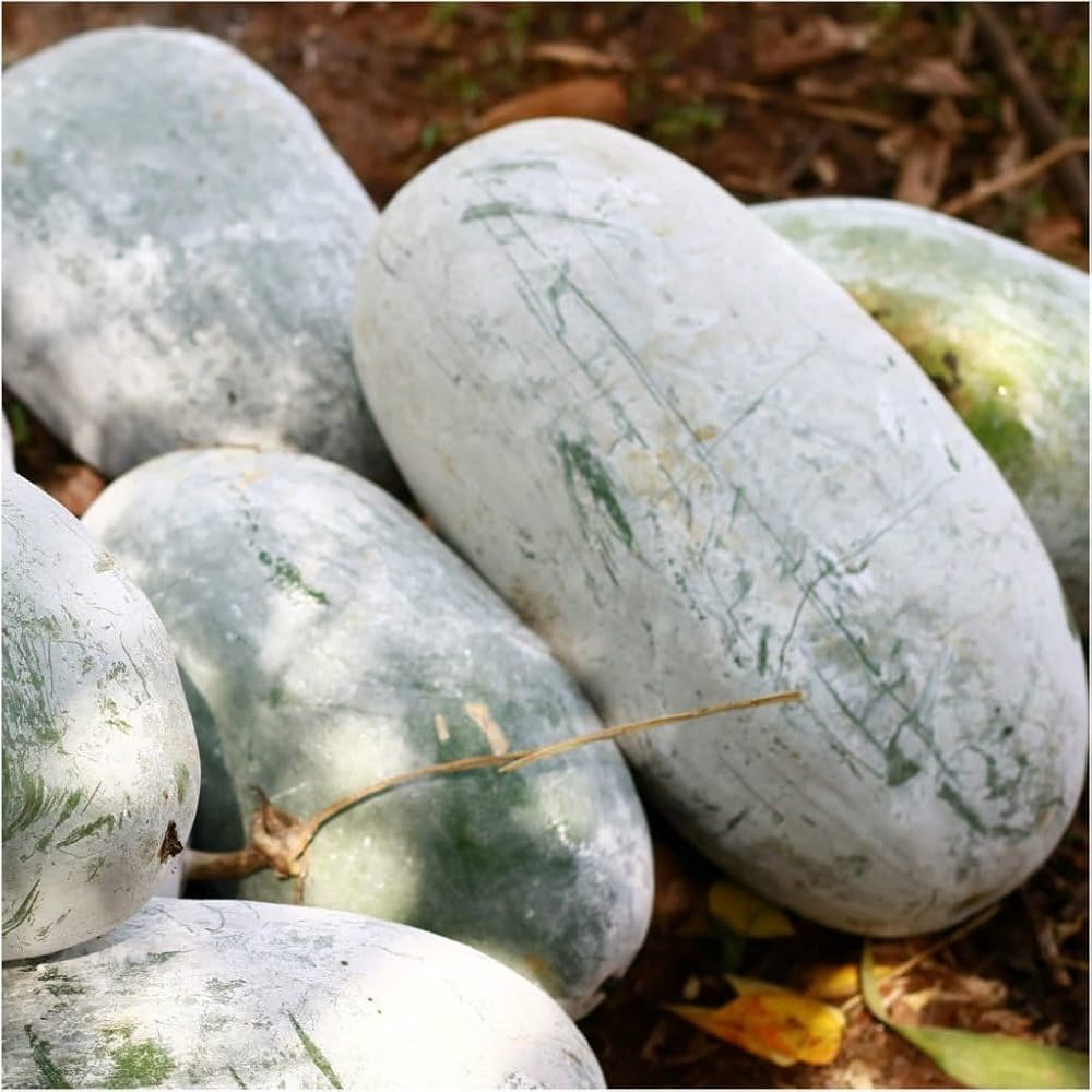 Winter Melon Seeds